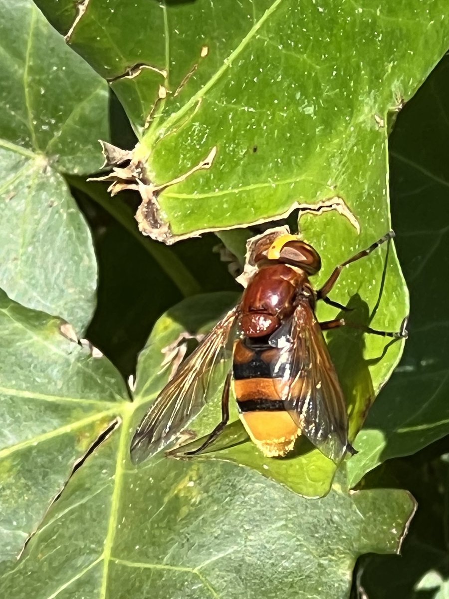 WeerkampJos's tweet photo. Bezoek van de #Stadsreus 

🐝💚 https://t.co/ouFrhs3cT1