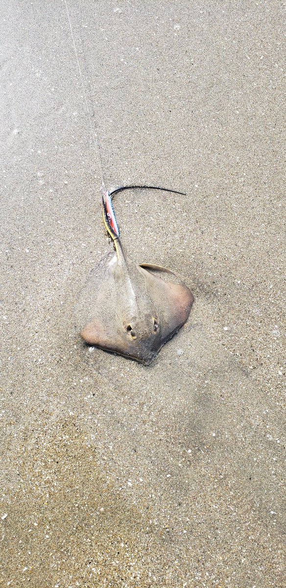 TN　大変お待たせしました！ お待たせし過ぎたかもしれません、クリアファイル | 村西とおる ナイス