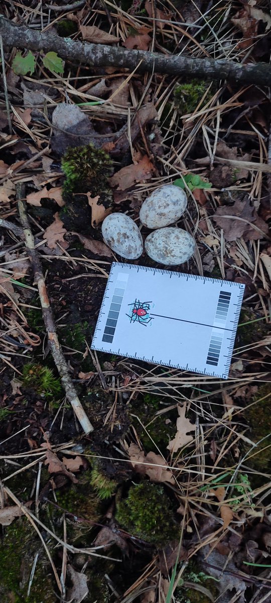 Ruben Evens (@revnj) on Twitter photo IT FINALLY HAPPENED!! After 15 years of studying #nightjar, and finding more than 400 nests, one of our team members <a href="/RSchnurmacher/">Richard Schnürmacher</a> found a three-egg nest! Fingers crossed it does not get predated or disturbed! IT FINALLY HAPPENED!! After 15 years of studying #nightjar, and finding more than 400 nests, one of our team members <a href="/RSchnurmacher/">Richard Schnürmacher</a> found a three-egg nest! Fingers crossed it does not get predated or disturbed!