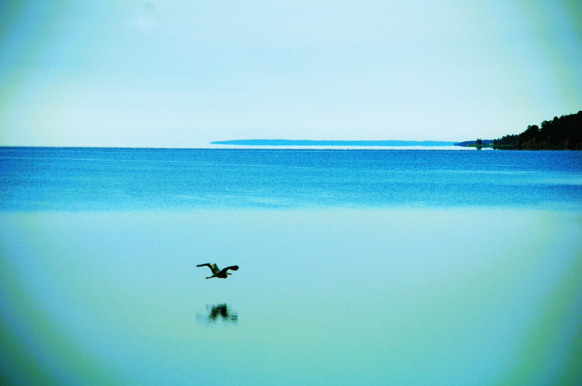 GM🌞 from Cape Breton …shot from last week #EastBaySandbar 
#wildbirdphotography #TwitterNatureCommunity #TwitterNaturePhotography 
#NikonD90 #photooftheday #amaturephotography #visitcapebretonisland