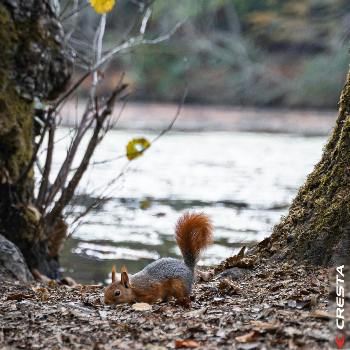 crestaoutdoor's tweet photo. 🌲Out in the wild, we spotted a rare Pikachu... wait, no, it's a super cute squirrel! 🐿️ Just like this little adventurer, Cresta gear is perfect for those who love to explore the great outdoors.
Who knows, you might even stumble upon a rare Pokemon in your journey! 🌟 https://t.co/c4lMzZLRqh