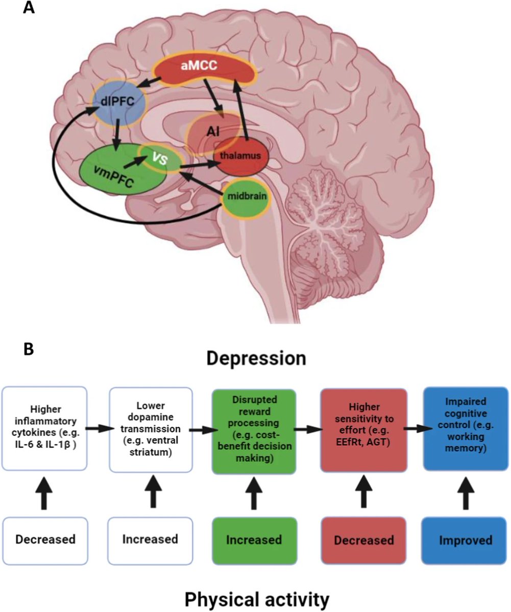 Antidepressant Mechanisms of Exercise 🏃🏾🚀

1. Enhances Dopamine Transmission and Neural Reward Circuitry

2. Augments Effort Exertion and Mitigates Anhedonia

3. Improves Cognitive Control

Enhances attention, memory, and executive function.

4.  Anti-Inflammatory Effects
