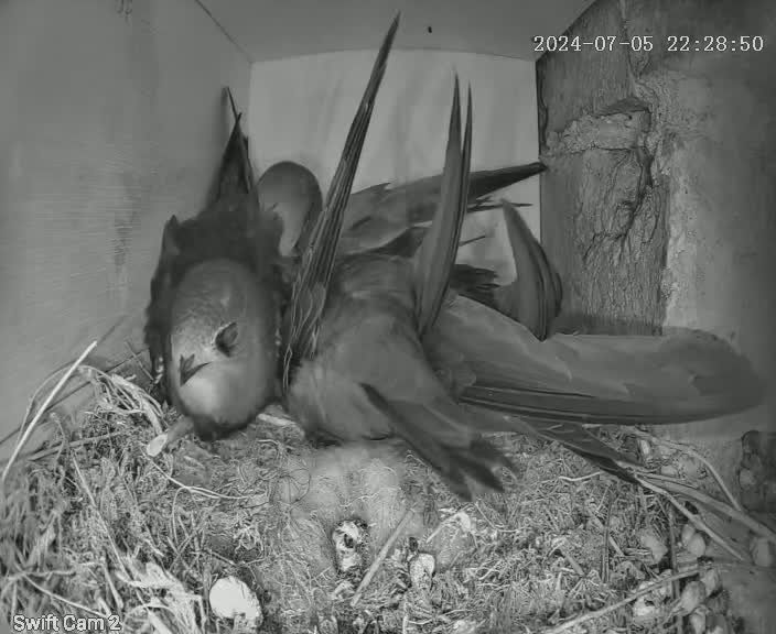 Swift chicks growing fast, 3 in each nest. It's getting crowded when the adults come in at night! <a href="/AfSwifts/">Action for Swifts</a> <a href="/swifts_uk/">UKSwifts</a>  <a href="/swiftsweek/">Swift Awareness Week</a> #Apusapus