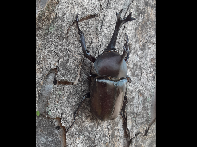 studio773koubou's tweet photo. 【今日のカブトムシとゆかいな仲間たち[2024]】
スクーターで信号待ちしてたら街路樹にウゴウゴ動く黒い影。
まさかの良型カブトムシ！！とりあえずスクーター止めて激写📸！！
なんで国道の普通の交差点にカブトムシが居るんだ？ https://t.co/5GtT20O0kN