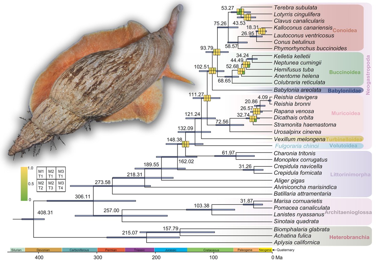 squamiferum's tweet photo. [New Paper]  We sequenced a draft genome of the deep-sea snail Fulgoraria chinoi,  the first genomic data for superfamily Volutoidea — and used it to  improve the existing Neogastropoda phylogeny!
Collab. w/ @JinSun_hkust lab, out now in Zoologica Scripta: https://t.co/TALxhCmZ2Y https://t.co/Pt8gn09oRL
