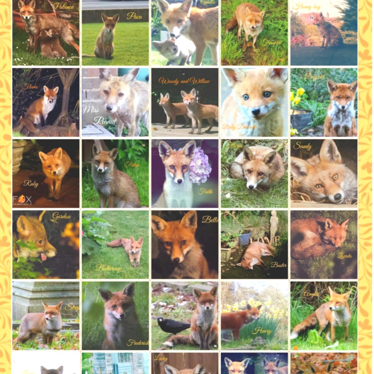foxguardiansuk's tweet photo. I got the best gift ever to celebrate the 8th anniversary of me getting #foxed: A snuggle blanket featuring some of the many #foxes whose lives I saved over the years. It blew me away to see their beautiful faces and made me cry tears of joy. I am so proud to be their guardian!💞 https://t.co/EwK4LJtRcL