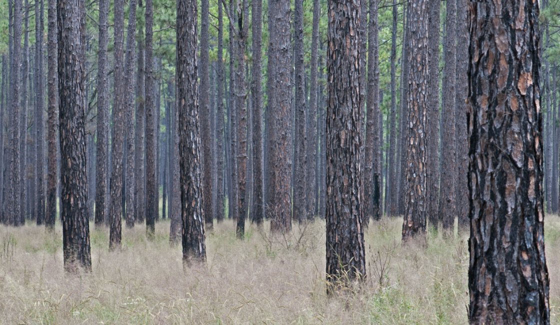 landlawyerbrian's tweet image. Land is worth more than the dirt.

The trees can be worth a fortune. 

Come see how we evaluate timber value. A 🧵