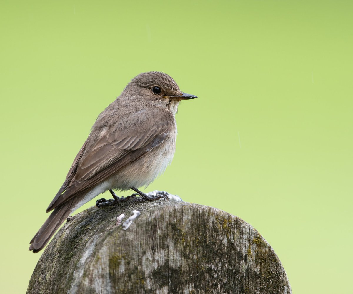 Nice to photograph spotted flycatchers for the first time over the weekend after a chance encounter with a nesting pair. Wonderful birds that more than live up to the name <a href="/BBCSpringwatch/">BBC Springwatch</a> <a href="/Natures_Voice/">RSPB</a> <a href="/WildlifeMag/">BBC Wildlife</a>