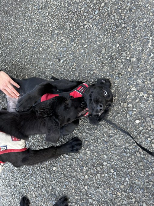 年上のラブニエルにもみくちゃにされるすずり 