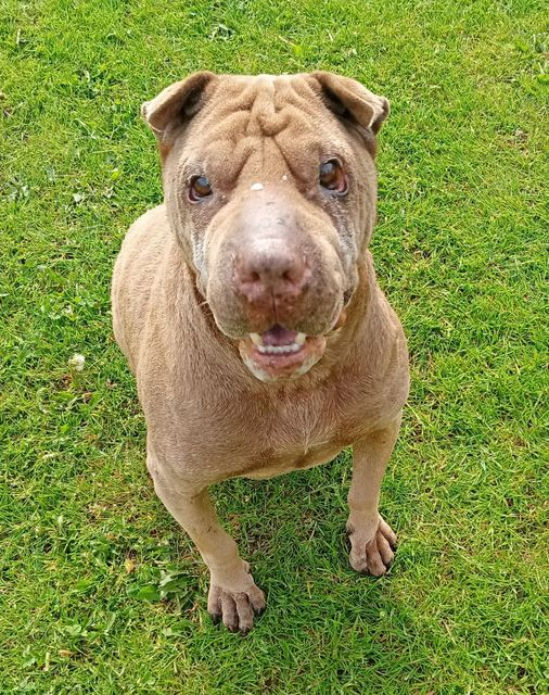 The K-9 Angels tweet media