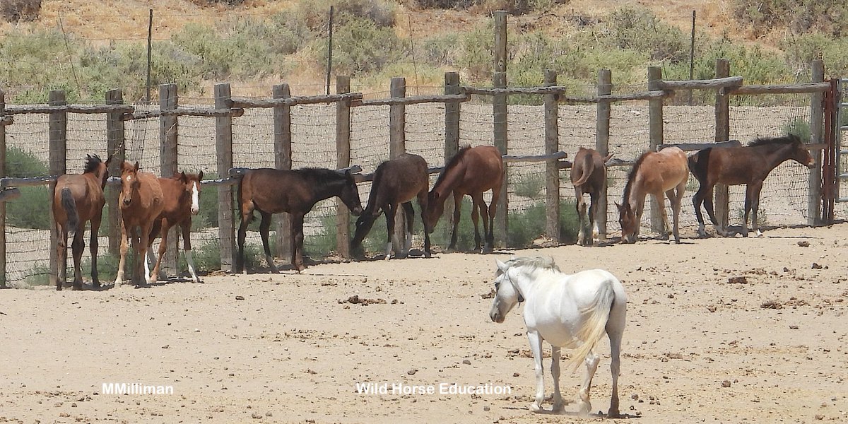 WildHorseEdu's tweet photo. Facilities have no requirement for shade > https://t.co/QoZxjJqTDF
Temperatures over 104 degrees at 3 facilities in NV. Temperature of the ground can be more than 18 degrees F above the air on a sunny day.
pic: foals seek shreds of shade at the fence line)
#wildhorses https://t.co/ClTsLqdgf1