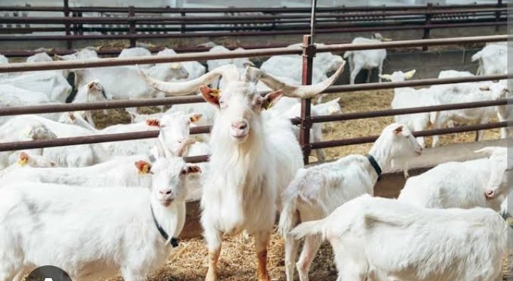 I learnt goat farming is lucrative and highly profitable!

Are you interested?

Like and repost!
#goatfarming #farming