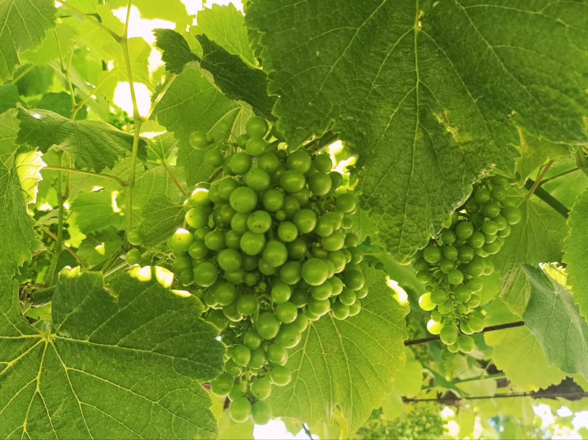 Castro de Balar tweet media