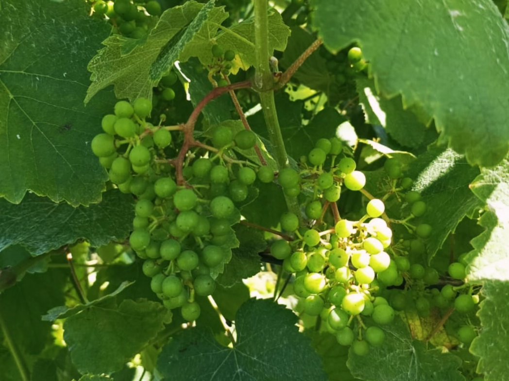 Castro de Balar tweet media