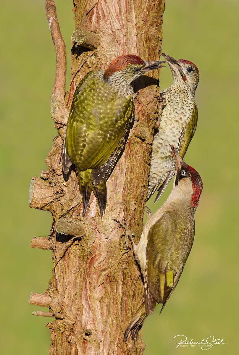 All the hours of nothing came together in a very brief moment last night. Female Green woodpecker bringing a feed of ants to her new fledglings.