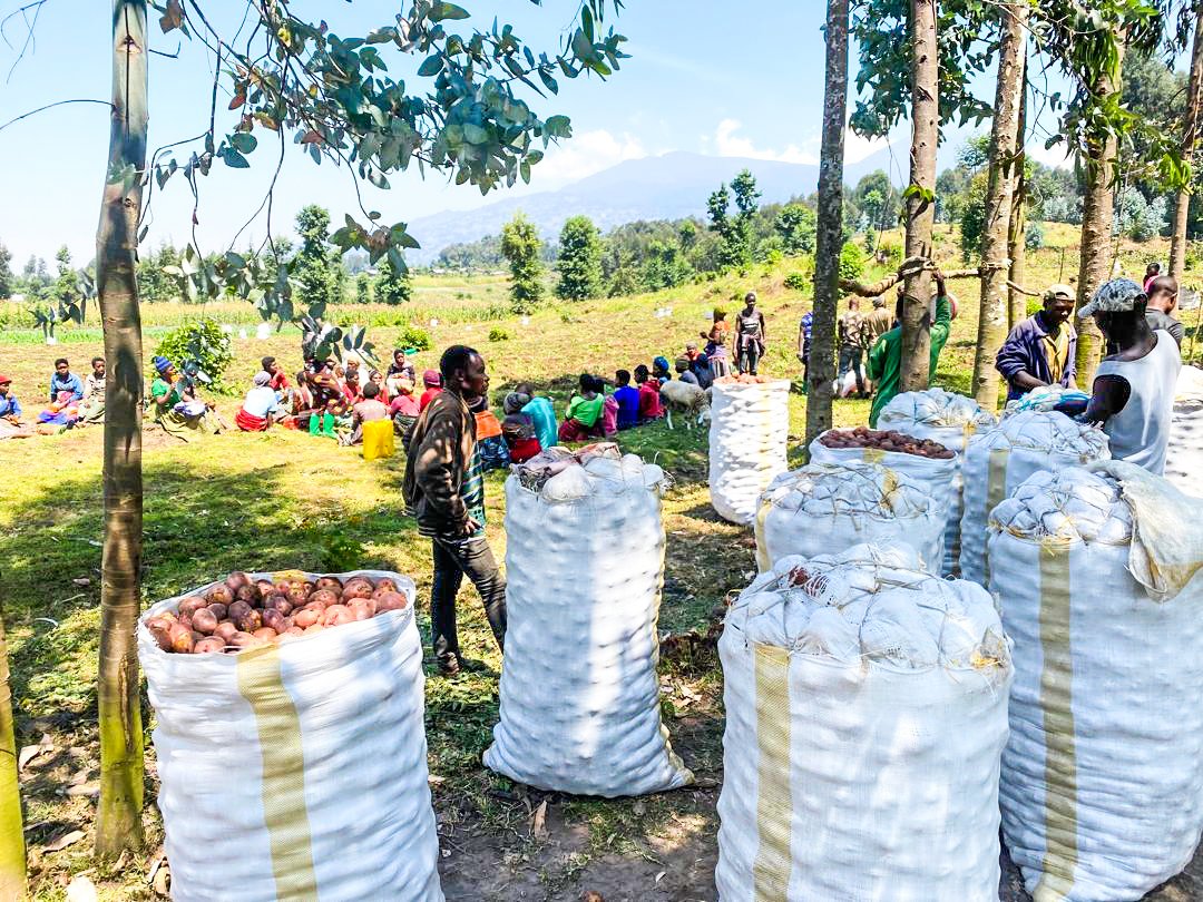 CorpsAfricaRda's tweet photo. Another milestone achieved in Nyejoro Village, @MusanzeDistrict ! Before departing for @CorpsafricaSen for his Exchange Volunteer program, @gilbertmbonimpa implemented a transformative Tamarillo Community Project. As part of this project, 1,700 Tamarillo trees were planted alongside Irish potatoes. Last week, the community celebrated their first Irish potato harvest, yielding 4 tons and generating 3.4 million Rwf ($ 3,000). With the revenue, the community plans to expand their farm from 1,700 to 4,000 Tamarillo trees.

#Economicempowerment
#Youthinworks
#ThisIsCorpsAfrica