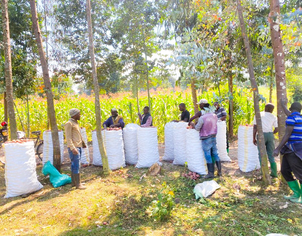 CorpsAfricaRda's tweet photo. Another milestone achieved in Nyejoro Village, @MusanzeDistrict ! Before departing for @CorpsafricaSen for his Exchange Volunteer program, @gilbertmbonimpa implemented a transformative Tamarillo Community Project. As part of this project, 1,700 Tamarillo trees were planted alongside Irish potatoes. Last week, the community celebrated their first Irish potato harvest, yielding 4 tons and generating 3.4 million Rwf ($ 3,000). With the revenue, the community plans to expand their farm from 1,700 to 4,000 Tamarillo trees.

#Economicempowerment
#Youthinworks
#ThisIsCorpsAfrica