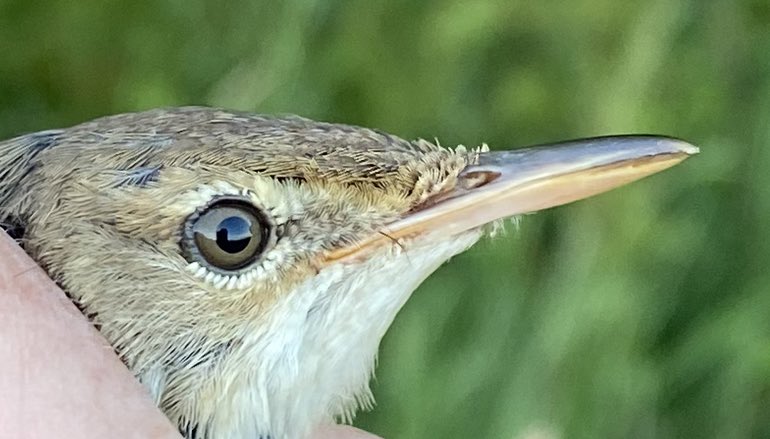 Abberton CES, visit 7 on 7/7. Total of 50 birds including 5 Cetti’s Warblers, Garden Warbler, 2 Goldfinch. Best was this 6+ year old Reed Warbler, ringed as an adult by us in July 2019. It will have made at least six return trips to west Africa - always humbling to think about.