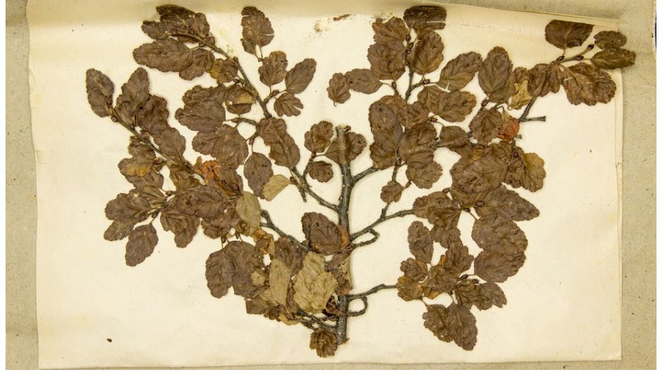 De eerste dataset van het herbarium van Martin Gusinde, staat online! Dankzij <a href="/missiemuseum/">Missiemuseum</a> zijn de eerste 105 data punten verwerkt 🌿