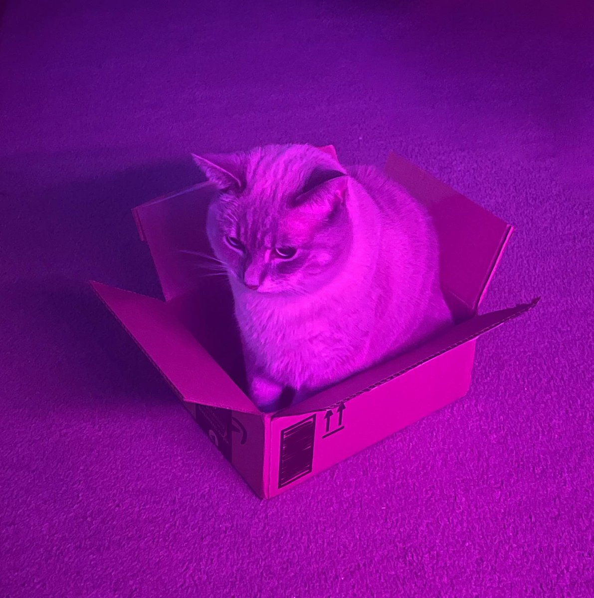 Crimzon Ruze💢HOLOSTARS EN tweet media