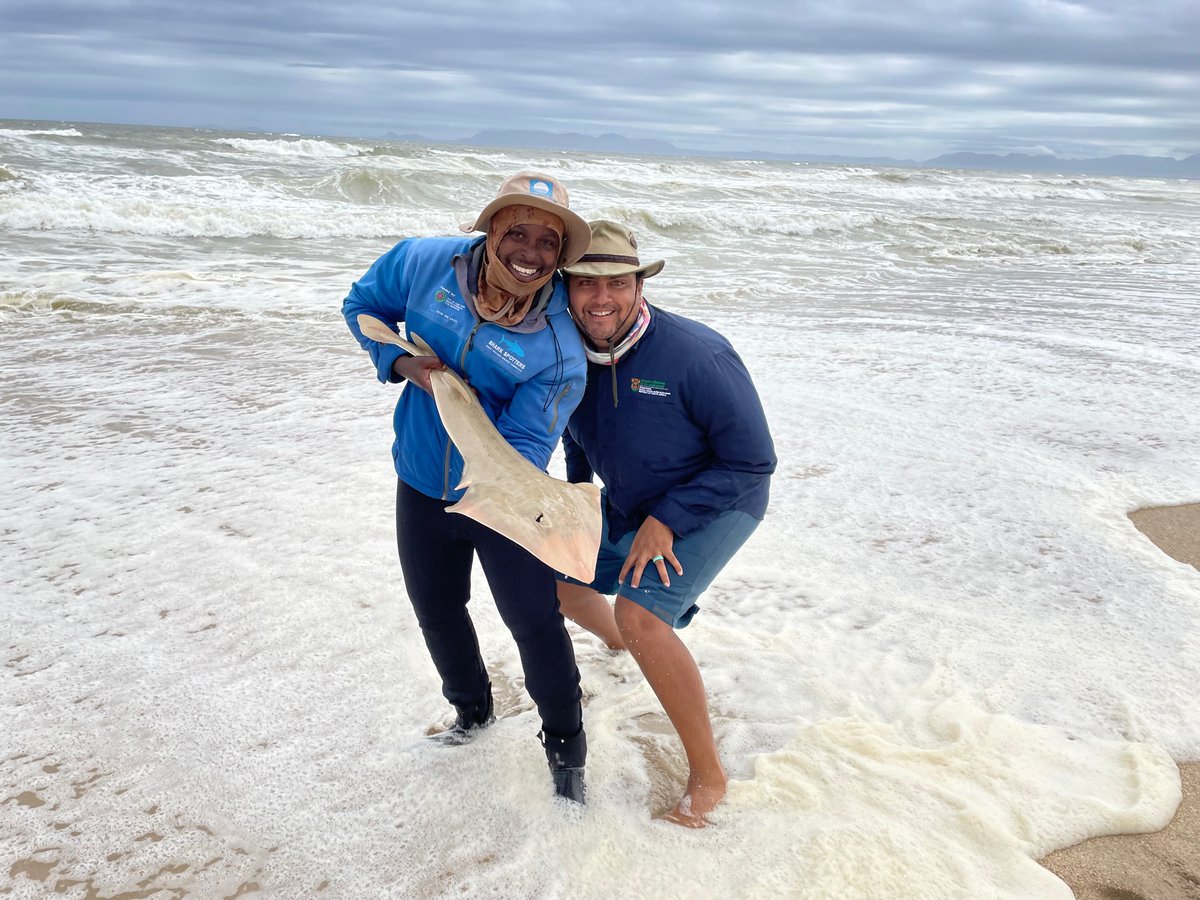 41 days until the #6samls 🎣

Researchers + students from 14 different organisations will be giving &gt;50 presentations, with talks ranging from movement studies, to fisheries, to fisher engagement, and so much more!
#marinescience #SouthAfrica

📷 <a href="/2OceansAquarium/">Two Oceans Aquarium</a> + @SharkSpotters
