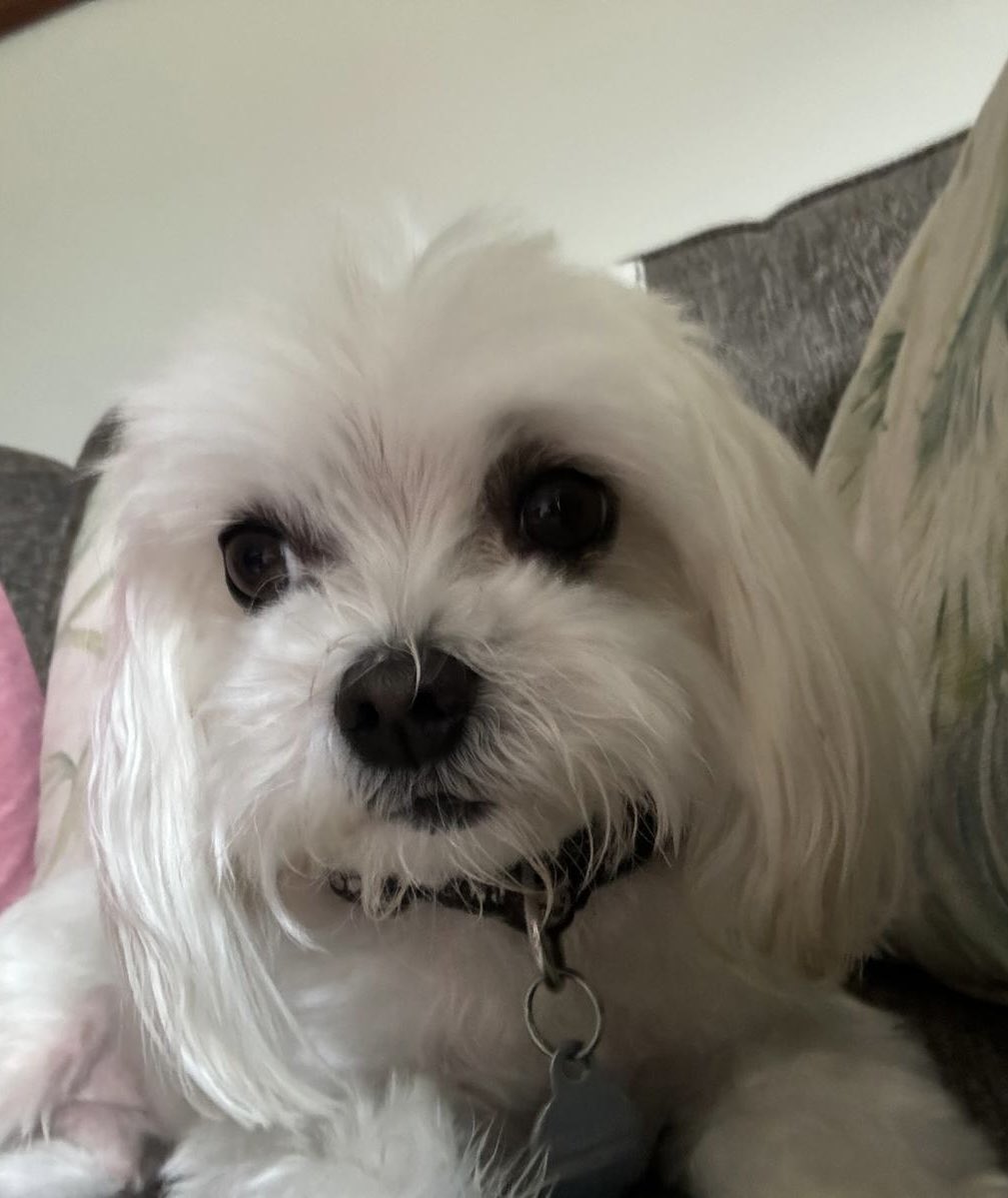 BUSS pooch Harry is worried that you might miss out on the chance to learn more about what we do on our Introduction to BUSS webinar on 9th Sept. You can buy a ticket here: bussmodel.org/upcoming-event…