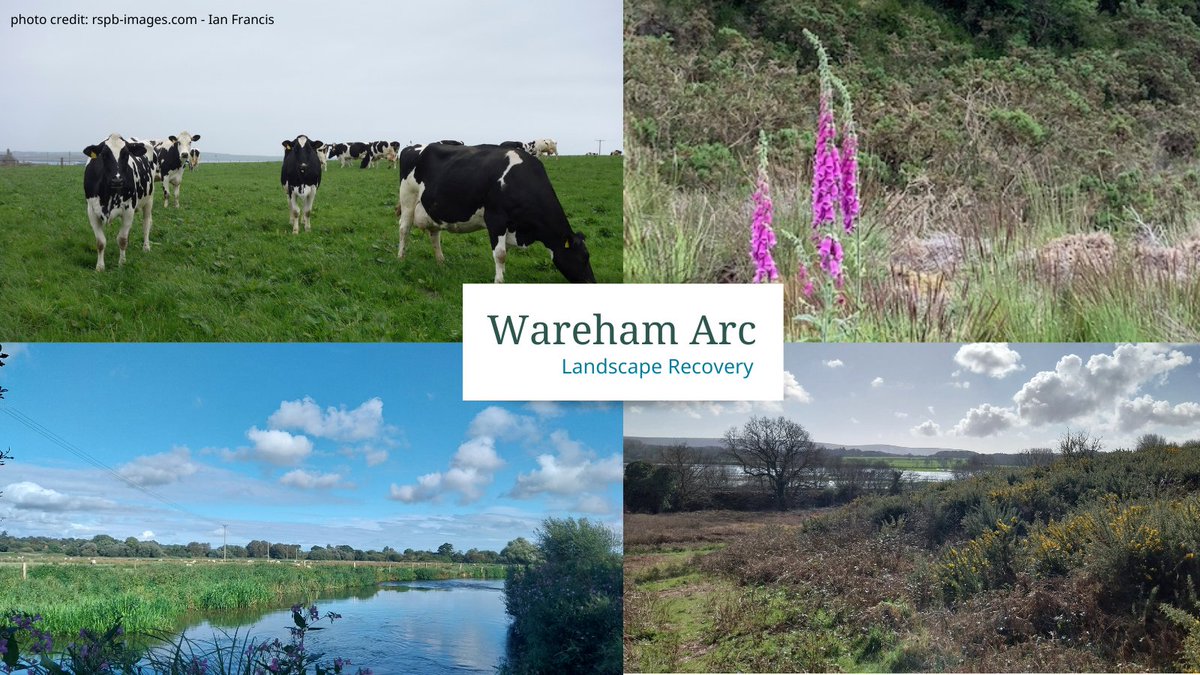 Dorset Heaths Partnership tweet media