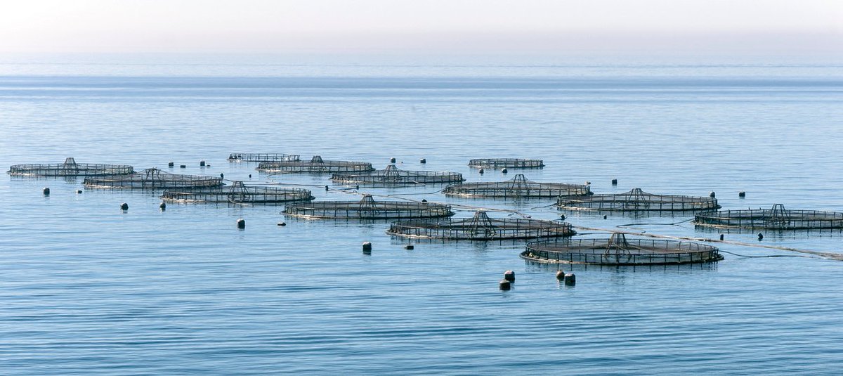 IPac. Acuicultura (@ipacuicultura) on Twitter photo El Consejo Consultivo de Acuicultura (<a href="/aac_europe/">Aquaculture Advisory Council</a>) argumenta la necesaria reforma de la política de la acuicultura en la UE ow.ly/vxrZ50SwPEi El Consejo Consultivo de Acuicultura (<a href="/aac_europe/">Aquaculture Advisory Council</a>) argumenta la necesaria reforma de la política de la acuicultura en la UE ow.ly/vxrZ50SwPEi