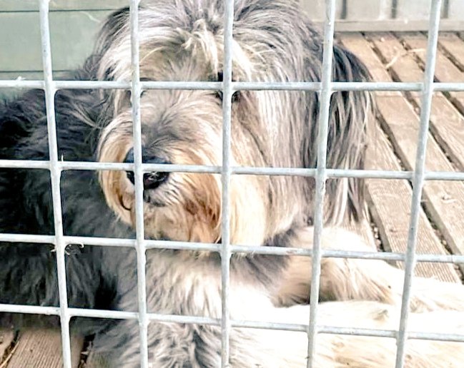 animalsmaresme's tweet photo. Gos trobat a #Tiana. No porta microxip, si saps d'algú q l'està cercant > 93 797 42 72 #xarxabarcelonatrobats #gràcies #maresme https://t.co/R1MhXM1xtn