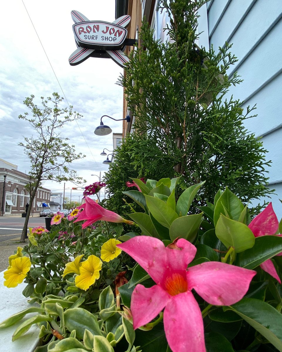 ronjons's tweet photo. Pretty flowers on the side of the building at this Ron Jon. π
Guess which location this is.
Answer at 2:00pm today.
#FlowerSpotting #UrbanFlowerHunt #GuessTheStore https://t.co/YjNPmebwTJ