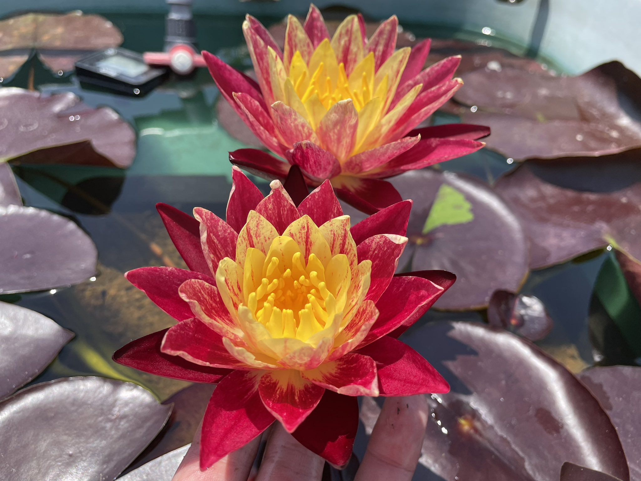 睡蓮 ダイヤモンドクラウン 抜き苗 睡蓮 ダイヤモンドクラウン 抜き苗