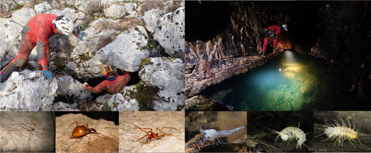 Sub_BioMon's tweet image. Subterranean species of karst areas represent an important part of the  biodiversity. The #SubBioMon  Biodiversa+ project which is co-funded by the European Commission will provide the much-needded scientific basis for standardized biological monitoring of these secific habitats.