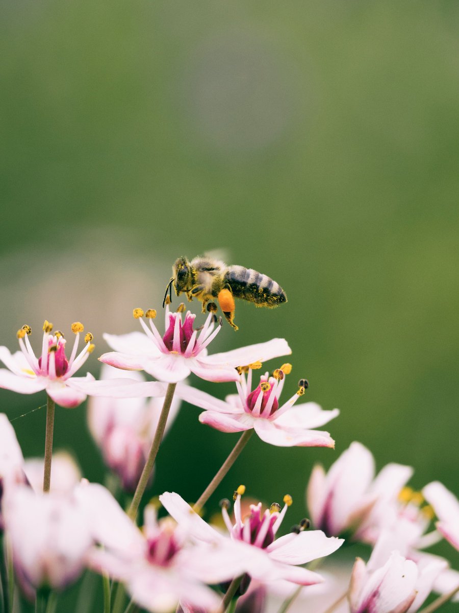 Today is Don’t Step on a Bee Day day. Inner Development Goals include Connectedness with global ecosystem - reminding us of humble bee &amp; its role in ecosystem. Can we shift our focus from human-centric  to seeing ourselves as one species sharing one planet?  Photo Aaron Burden
