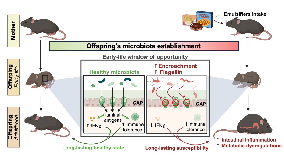Chassaing Laboratory (@benoitchassaing) on Twitter photo 🦠🍦Delighted, with @ClaraDelaroque, to share our new preprint on an exciting story reporting the impact of maternal additives intake on offspring’s #microbiota and health, with a crucial role played by #Goblet cells ! A thread 🧶 🦠🍦Delighted, with @ClaraDelaroque, to share our new preprint on an exciting story reporting the impact of maternal additives intake on offspring’s #microbiota and health, with a crucial role played by #Goblet cells ! A thread 🧶