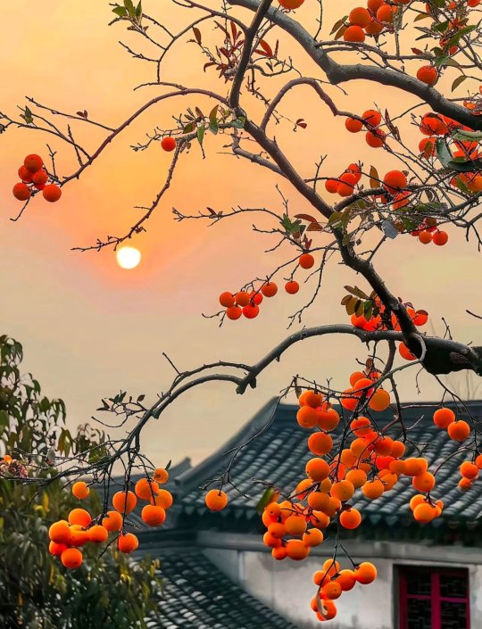 fraveris's tweet image. 