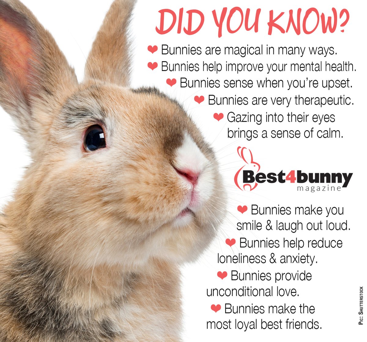 Best4bunny's tweet photo. Bunnies are magical in so many ways!
Find more bunny facts at https://t.co/vQDDlMIIuh https://t.co/t0wOJHQCQS