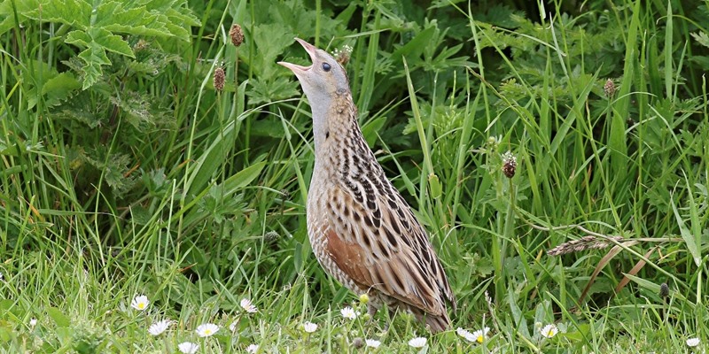 crexcrexnet's tweet photo. Umbrella species? Corncrake conservation efforts add up to more than the sum of their parts. @N_T_S @RSPBScotland @scotgov @CroftingScot 
📷 White Tailed Bumblebee - Angharad Ward
📷Marsh Fritillary Butterfly - Emily Platt https://t.co/3sNoVgFIlL