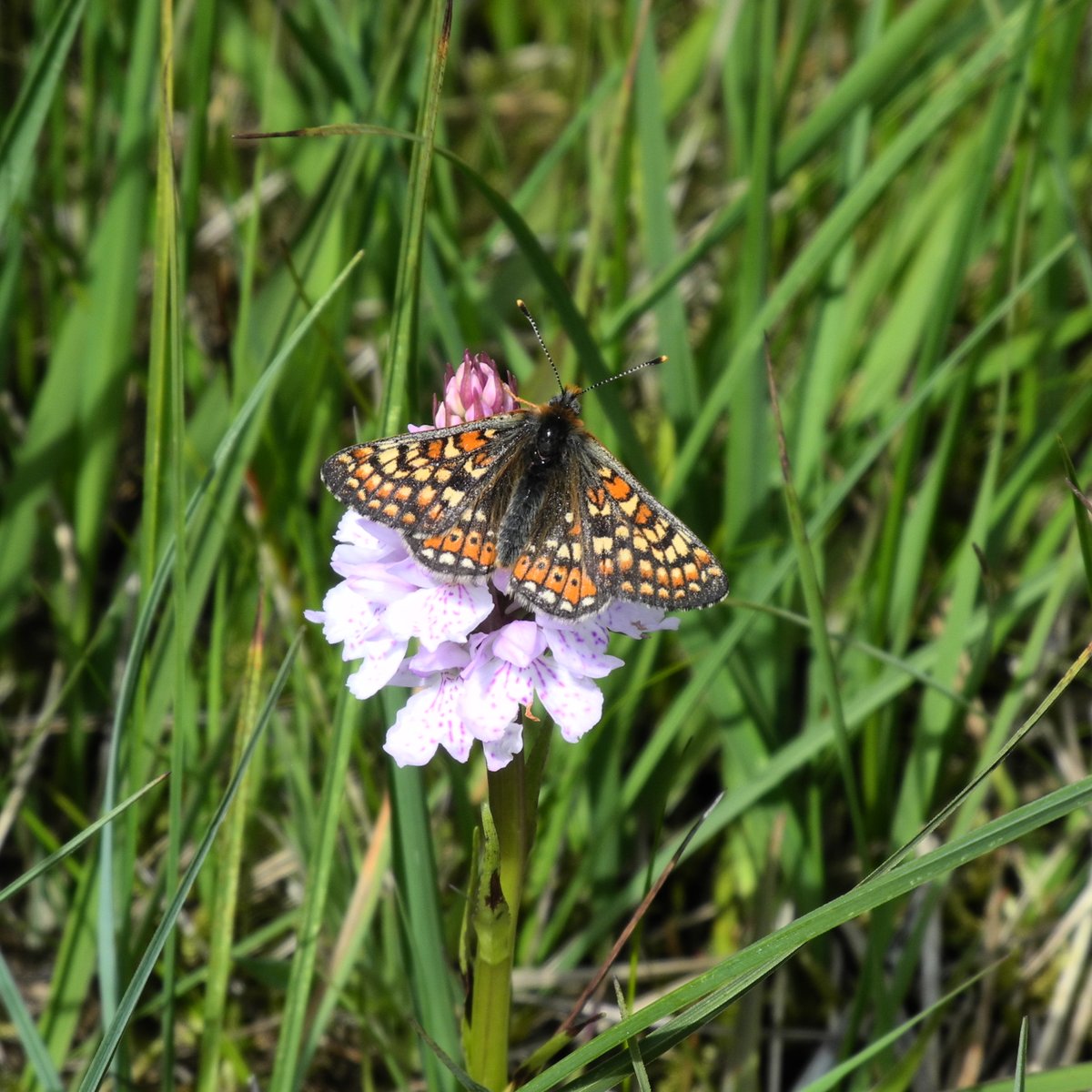 crexcrexnet's tweet photo. Umbrella species? Corncrake conservation efforts add up to more than the sum of their parts. @N_T_S @RSPBScotland @scotgov @CroftingScot 
📷 White Tailed Bumblebee - Angharad Ward
📷Marsh Fritillary Butterfly - Emily Platt https://t.co/3sNoVgFIlL