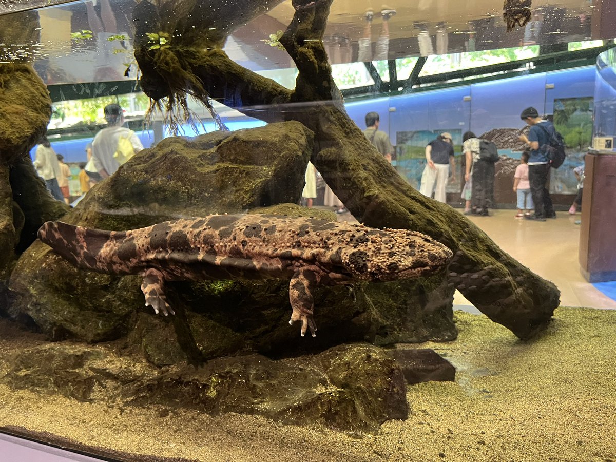 honu_139's tweet photo. 20年ぶりくらいの #相模川ふれあい科学館
おもしろい展示たくさんあった https://t.co/r3teJgRFZp