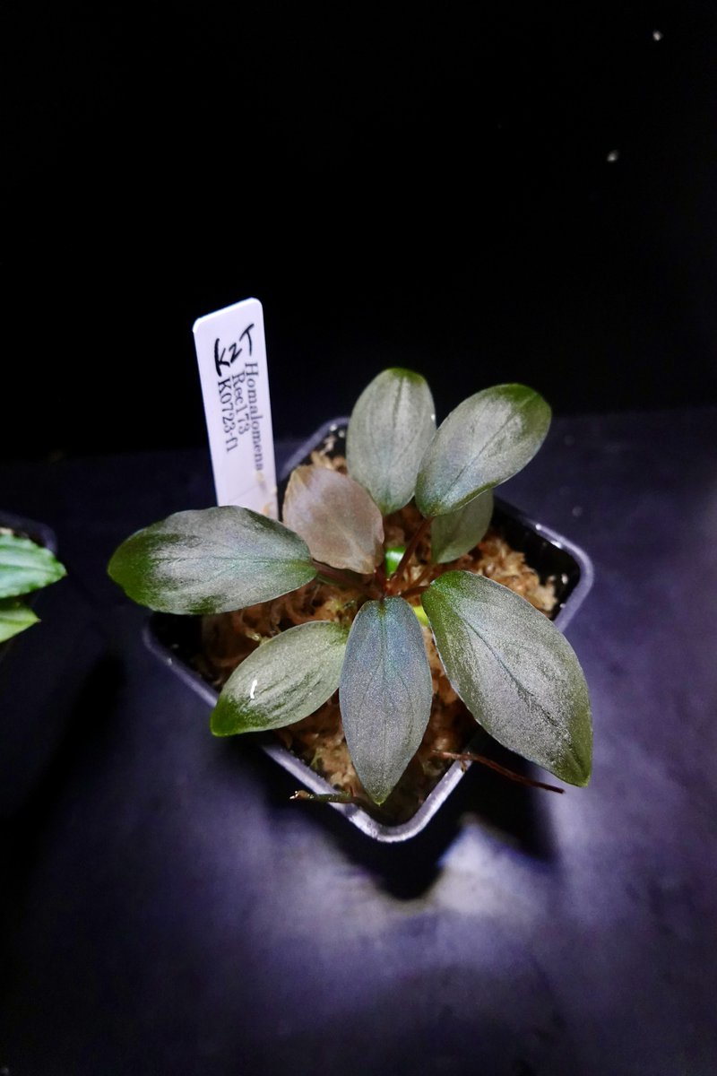 i*k様 Homalomena Rec173 K0723-f1 【公式通販】