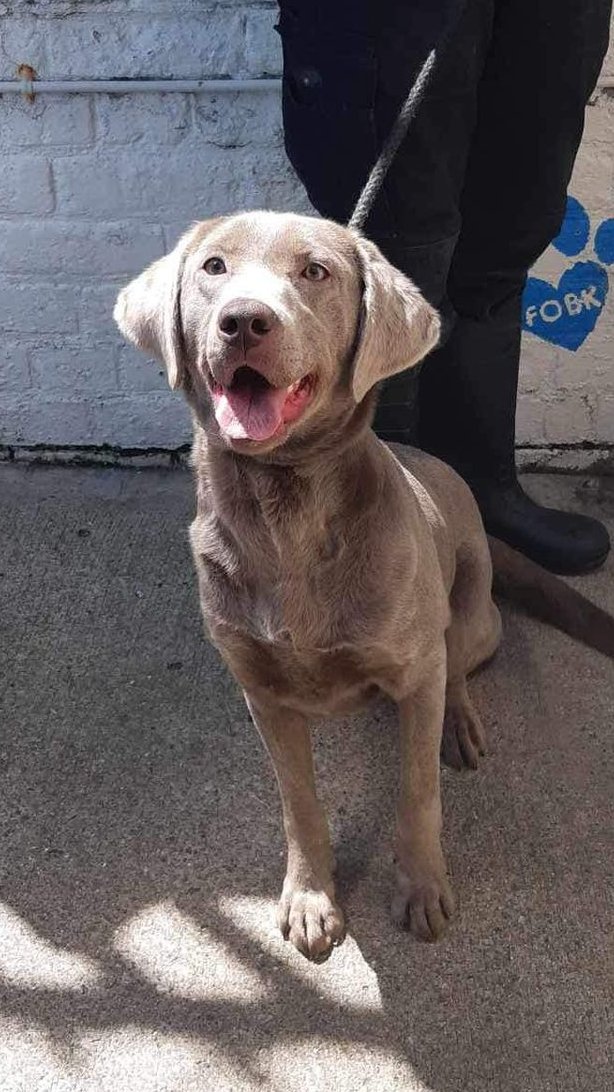 AdoptionsUk's tweet photo. Please retweet to help find the owner of this stray dog found #BIRKENHEAD #UK 
Female silver Labrador found as an apparent stray on Corporation Road last night. No collar, tag or microchip.. please share and get in touch with us with any information
Proof of ownership required. 

CONTACT 👇
Birkenhead Council Kennels, she is not showing on the website yet..
https://t.co/4DerG28HXN

#Labrador #Liverpool #adoptdontshop  #Rescuedogs #pets #pet #animals #Wirral @MissingPetsGB @DogLostUK @missingdogwales @rosiedoc666 @domdyer70 @APDAWG1  #dog #dogs