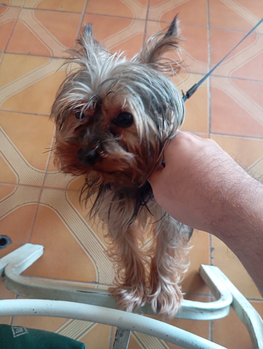 CodingWithFran's tweet image. GM!

I&apos;ve been taking care of my uncle&apos;s dog recently and it has helped me a lot to deal with the pressure of finals, work and studying.

Remember to spend time with your pets, family and give time to yourself and your hobbies. 🤞🏻

Stay safe and have a lovely day.