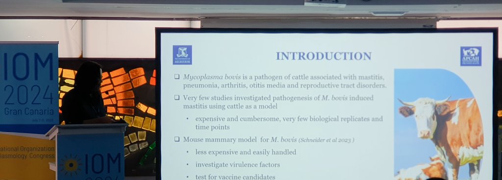 IOM_network's tweet photo. Last talk of the morning session - Nadeeka Wawegama and the development of a model of Mycoplasma bovis mastitis in sheep https://t.co/iqP32oaX9C
