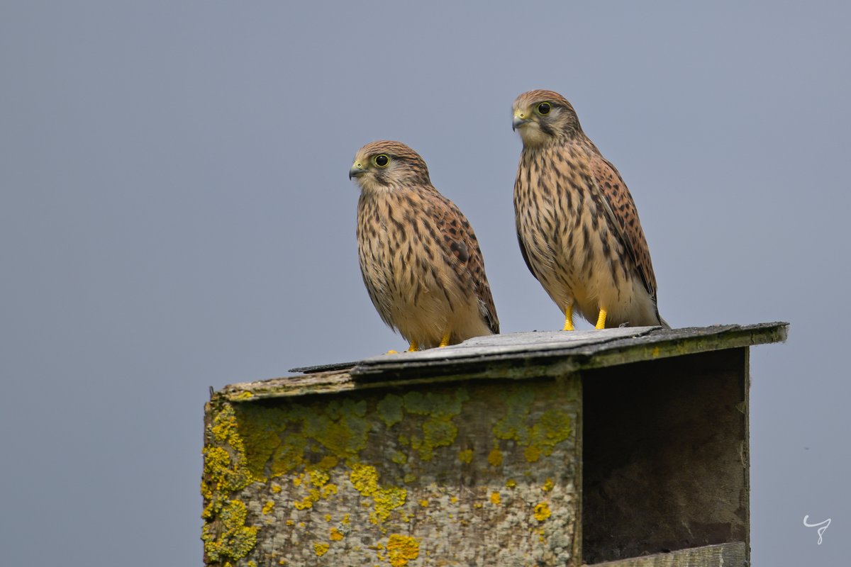JongejanPhoto's tweet photo. Nederland is weer 2 kersverse torenvalkjes rijker. Dagelijks wandel ik langs deze nestkast en vandaag bleken beide valkjes te zijn uitgevlogen. Wat zijn ze mooi! #cameramee #vogelfotografie https://t.co/S7gC0ul02h