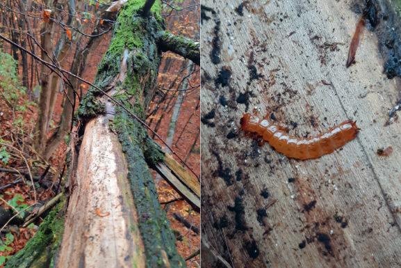 AntipaJournal's tweet photo. Researchers identify previously unknown habitats of the Near Threatened Cucujus cinnaberinus beetle in Western Romania, emphasising the need for expanded #conservation efforts. 🇷🇴 

🔗 https://t.co/D1iXwXwKiK   

#Coleoptera https://t.co/iAM4o6BD7v