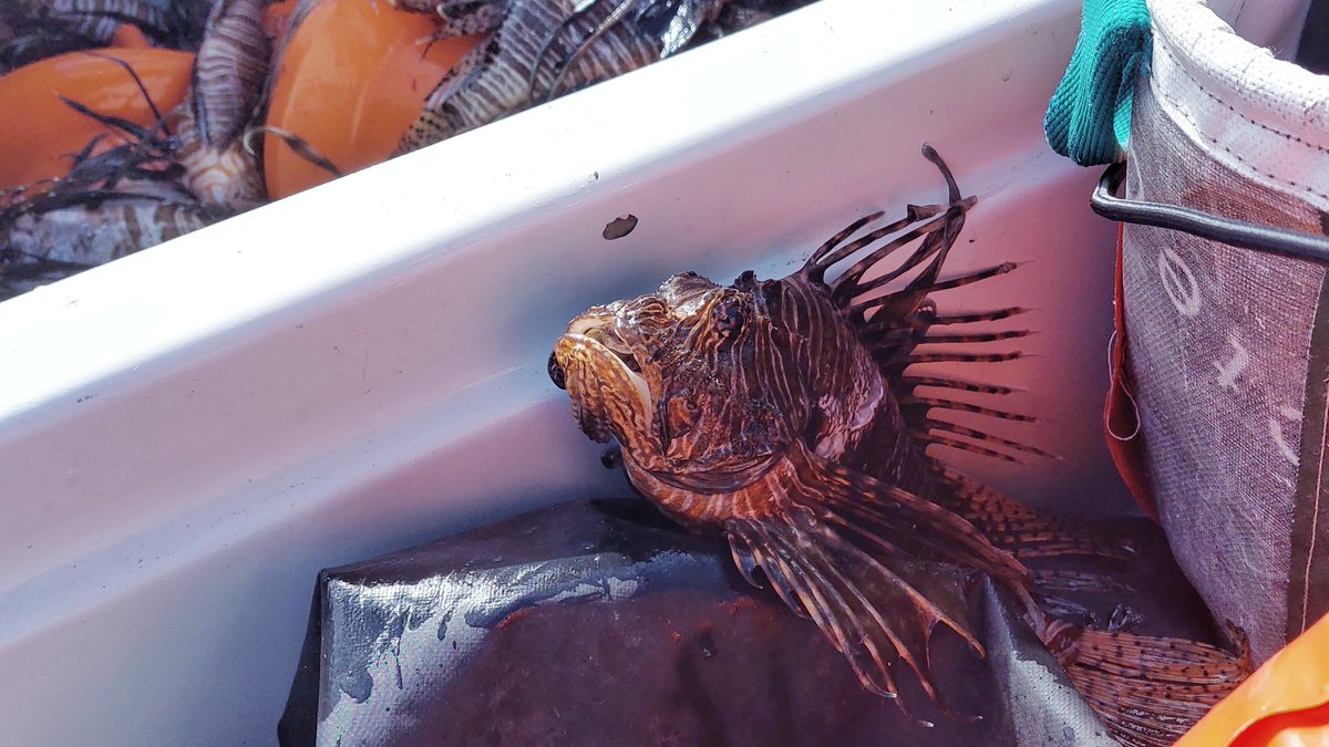 🌍 Excited to share FAO's report on tackling invasive species in a changing climate! 🐠 With Holden E. Harris and <a href="/jhallspencer/">Jason Hall-Spencer</a> , we presented a case study on managing invasive lionfish and shared lessons in sustainable fisheries management. 🌊
doi.org/10.4060/cd1400…