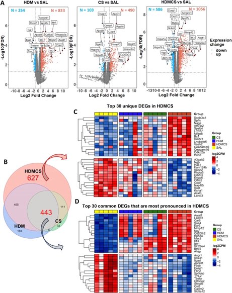 Pivotal study by RMIT University researchers Prof Steven Bozinovski, Dr Hao Wang and Nok Him Fung reveals new insight into why emphysema is worsened in people with a history of childhood asthma.
Link to article: rdcu.be/dM2AR
<a href="/noxbiology/">Prof Stavros Selemidis</a>