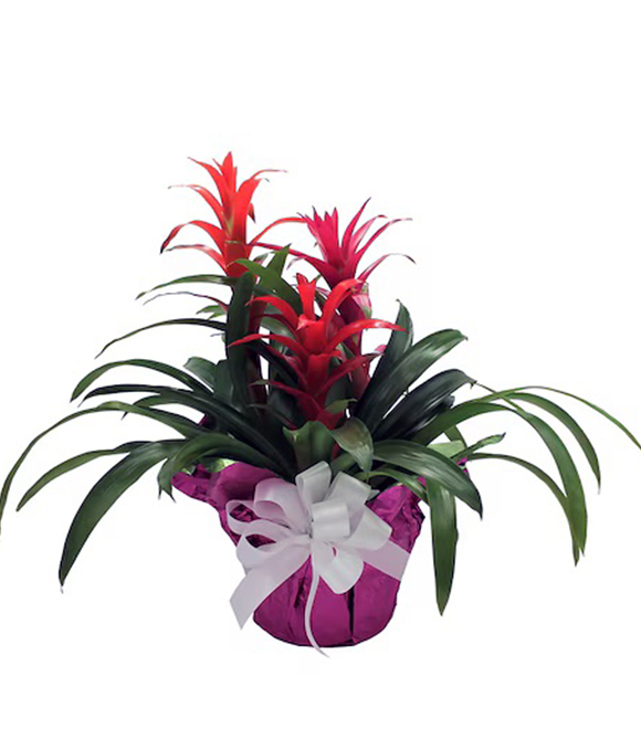 MemorialFlorist's tweet image. Nature's palette in your home! 🌿🎨  
Our colorful Bromeliads, reminiscent of tropical and subtropical forests, promise to add a splash of beauty to any setting.🌴🌺

 #Bromeliads #NatureInspired #PlantDecor #MemorialFlorists #MFG #Greenhouses #Flowers #FloristofAppleton