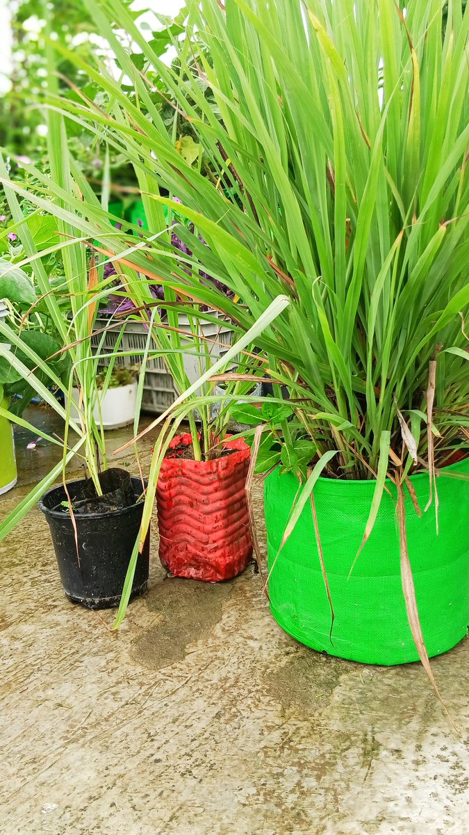 Divinegarden98's tweet photo. Bringing new life to the garden with more lemongrass this season🤩🌿 #divinegarden98 https://t.co/MaZtzF8qRZ