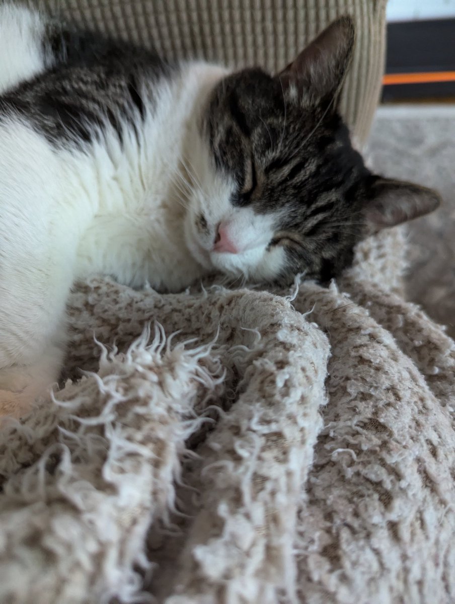 SherThib's tweet photo. @ShouldHaveCat https://t.co/Xw0lhIy2lF